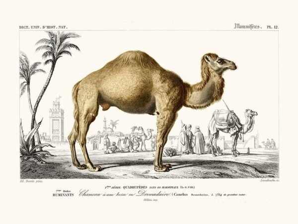 Dromedary (Dromadaire)