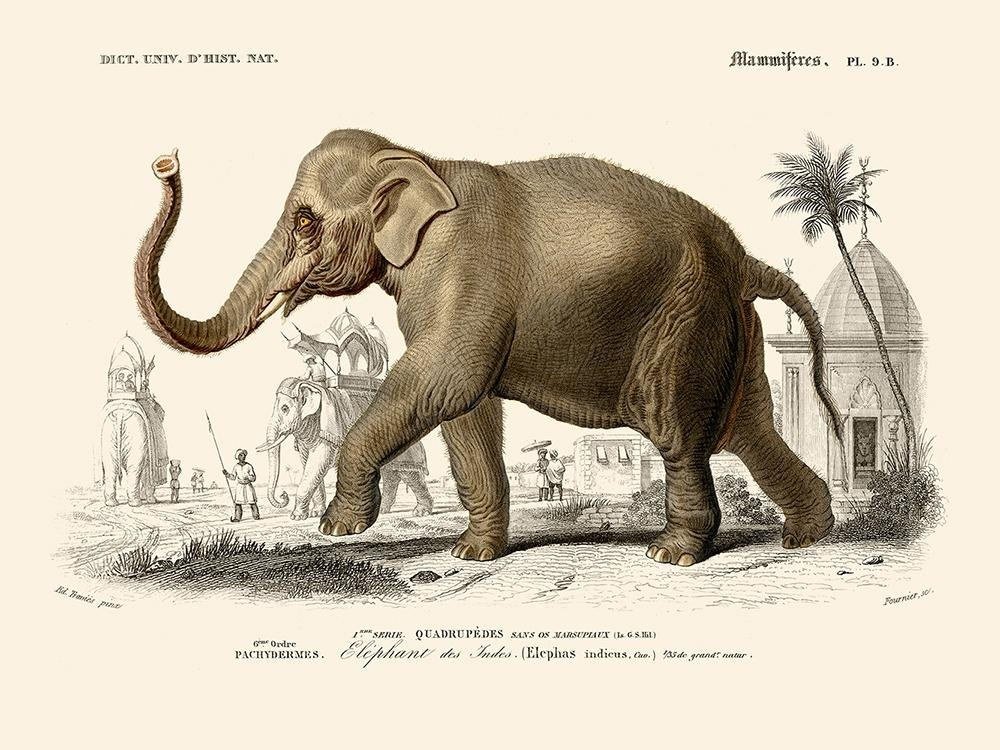 Elephant (Éléphant)