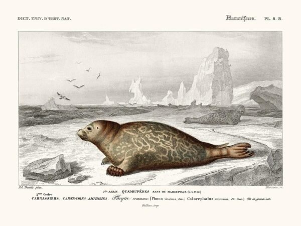 Seal (Phoque)