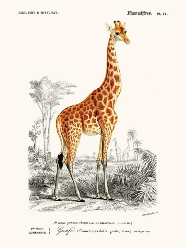 Giraffe (Girafe)