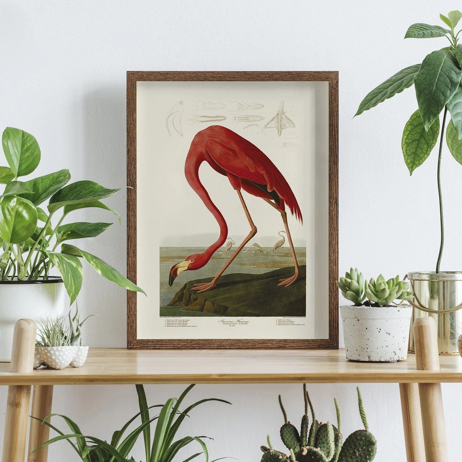 American Flamingo - Image 2