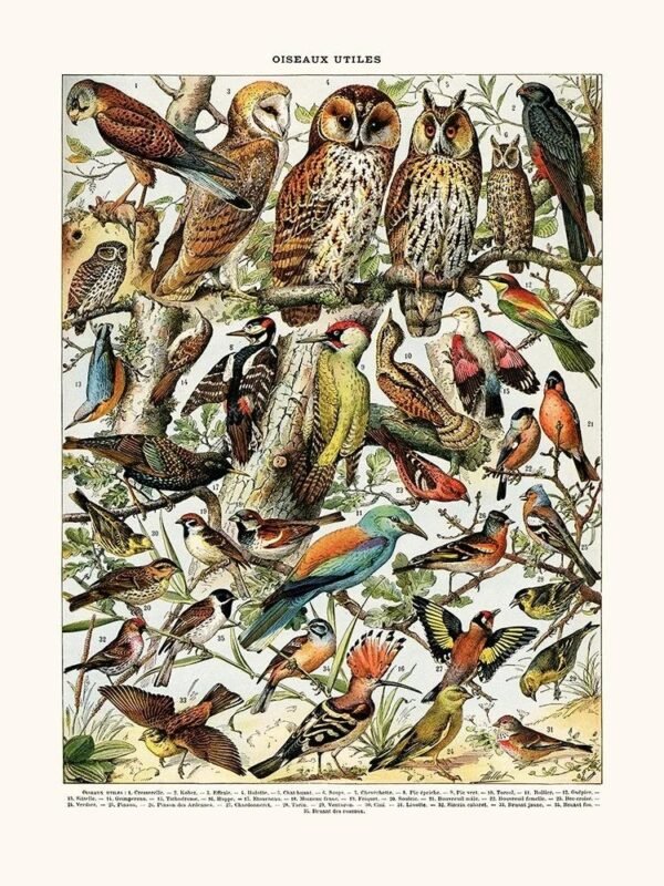 Useful Birds - Owls (Oiseaux Utiles)