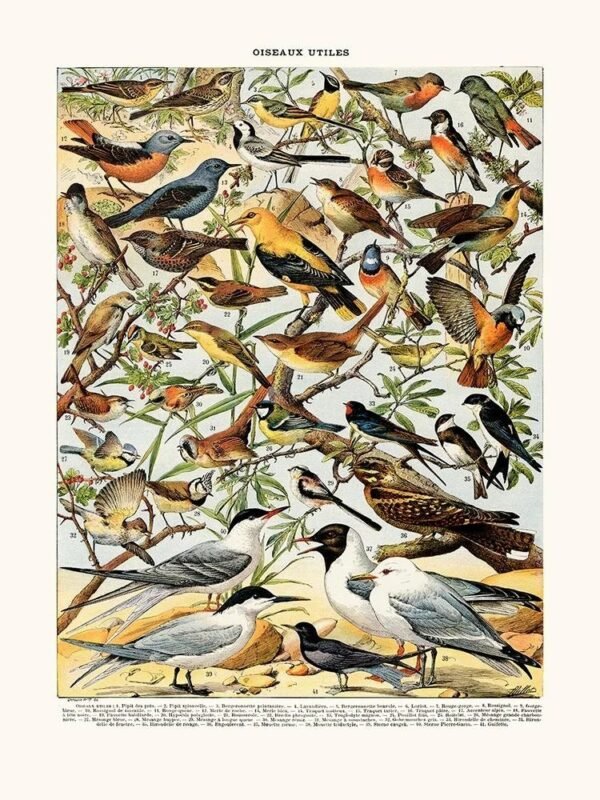 Useful Birds - Pipit (Oiseaux Utiles)