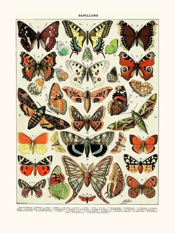 European Butterflies (Papillons)