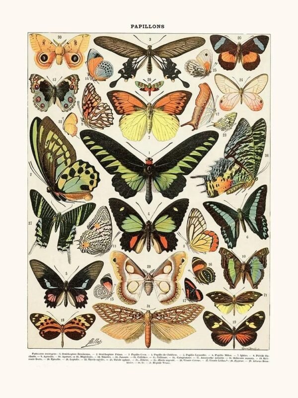 Exotic Butterflies (Papillons)