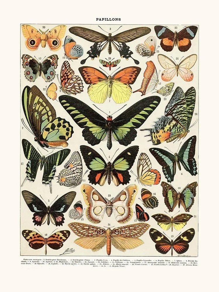 Exotic Butterflies (Papillons)