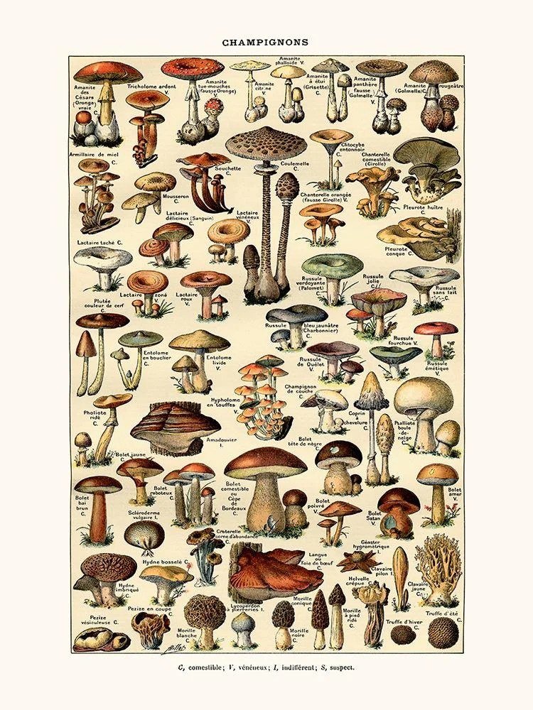 Mushrooms (Champignons)