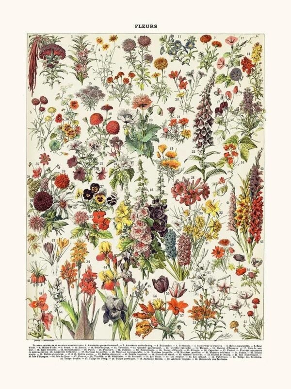 Annual Flowers (Fleurs)