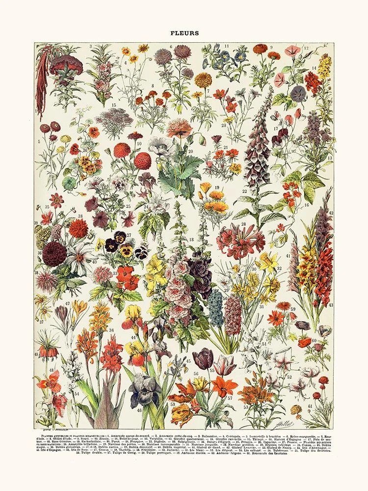 Annual Flowers (Fleurs)