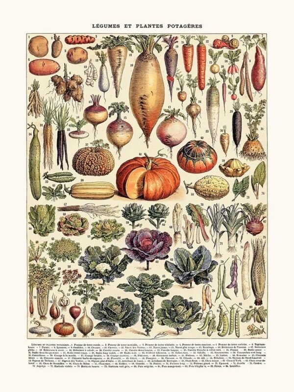 Vegetables (Légumes)