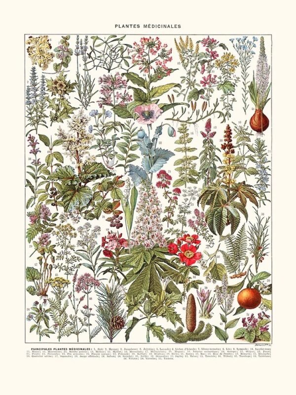 Medicinal Plants (Plantes Médicinales)