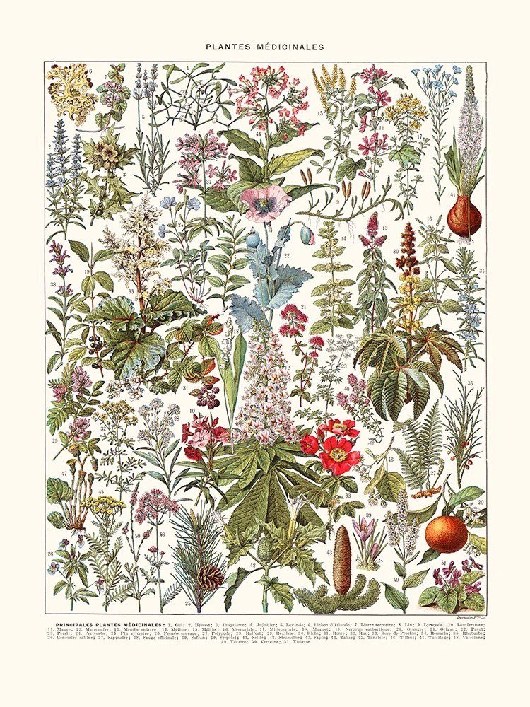 Medicinal Plants (Plantes Médicinales)