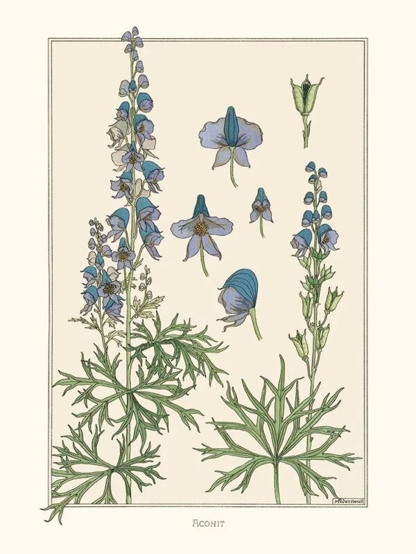 Monkshood (Aconit)