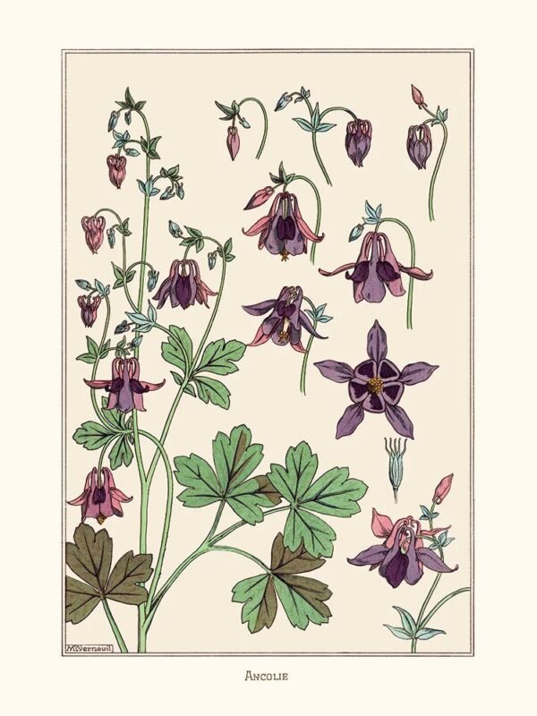 Columbine (Ancolie)