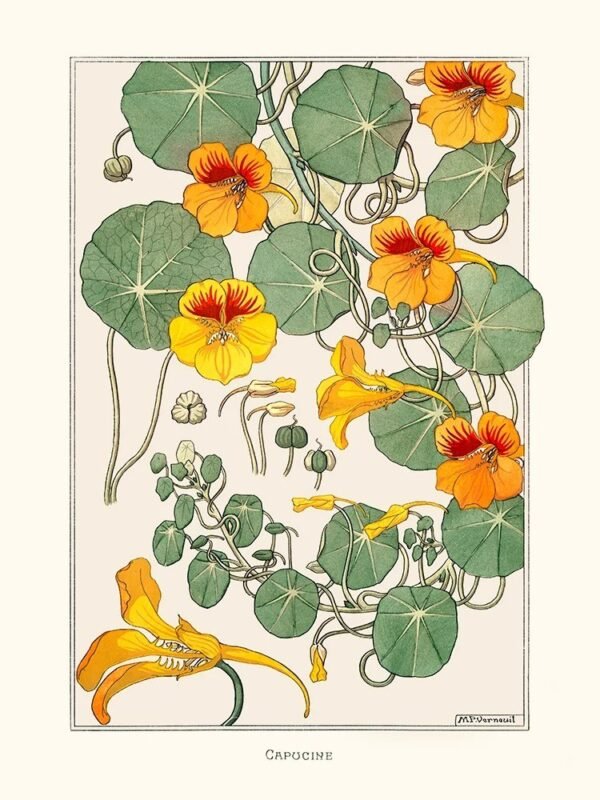 Nasturtium (Capucine)