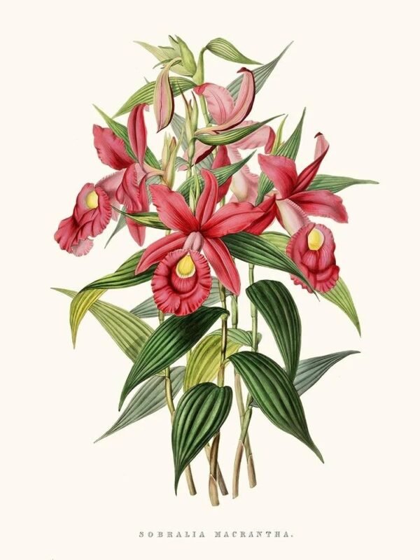 Orchid (Sobralia macrantha)