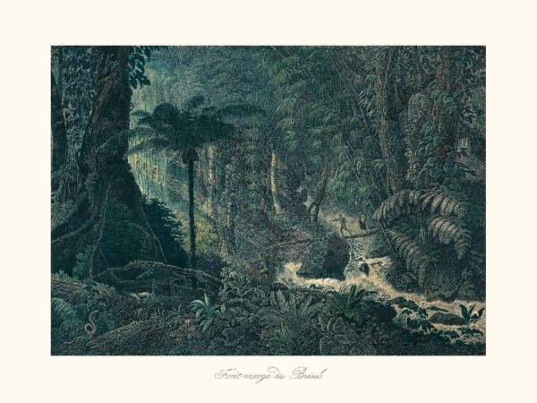 Virgin Forest of Brazil (Forêt Vierge du Brésil)