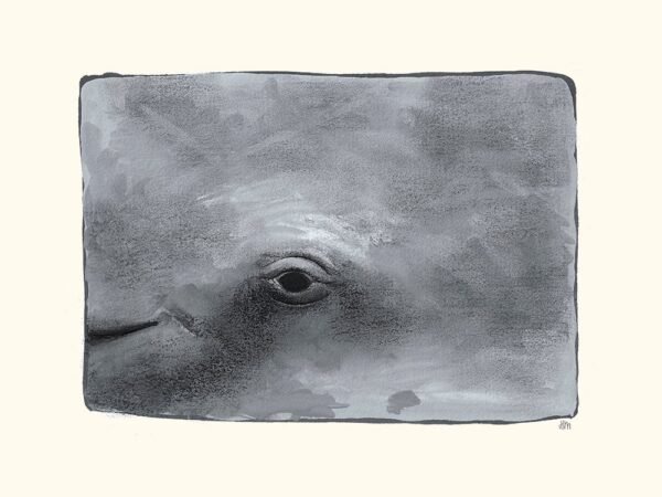 Whale (Baleine)