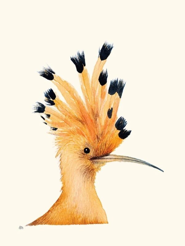 Hoopoe (Huppe)