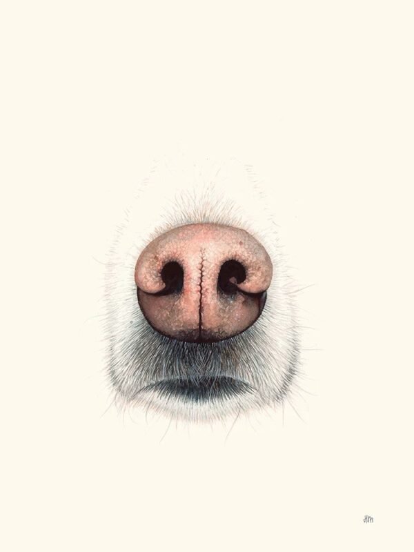 Truffle (Truffe)