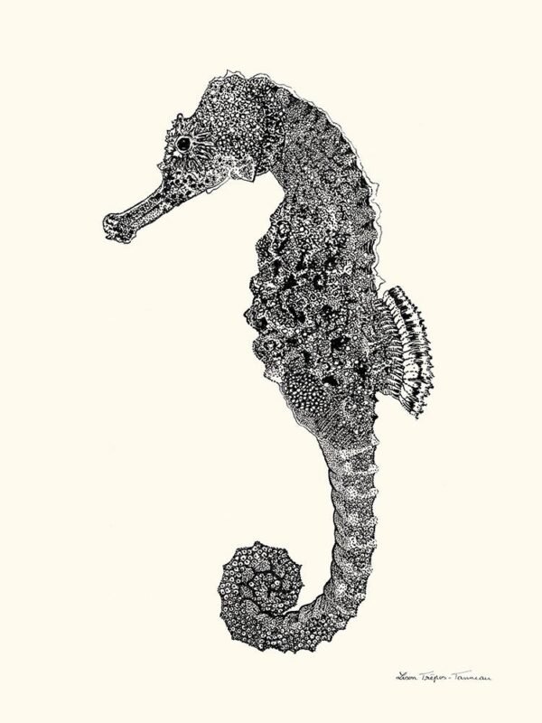 Seahorse (Hippocampe)