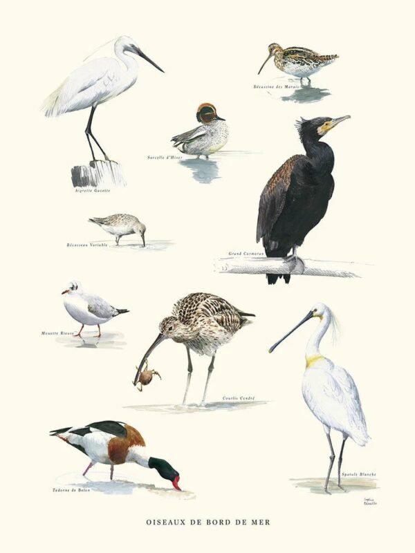 Seaside Birds (Oiseaux de Bord de Mer)